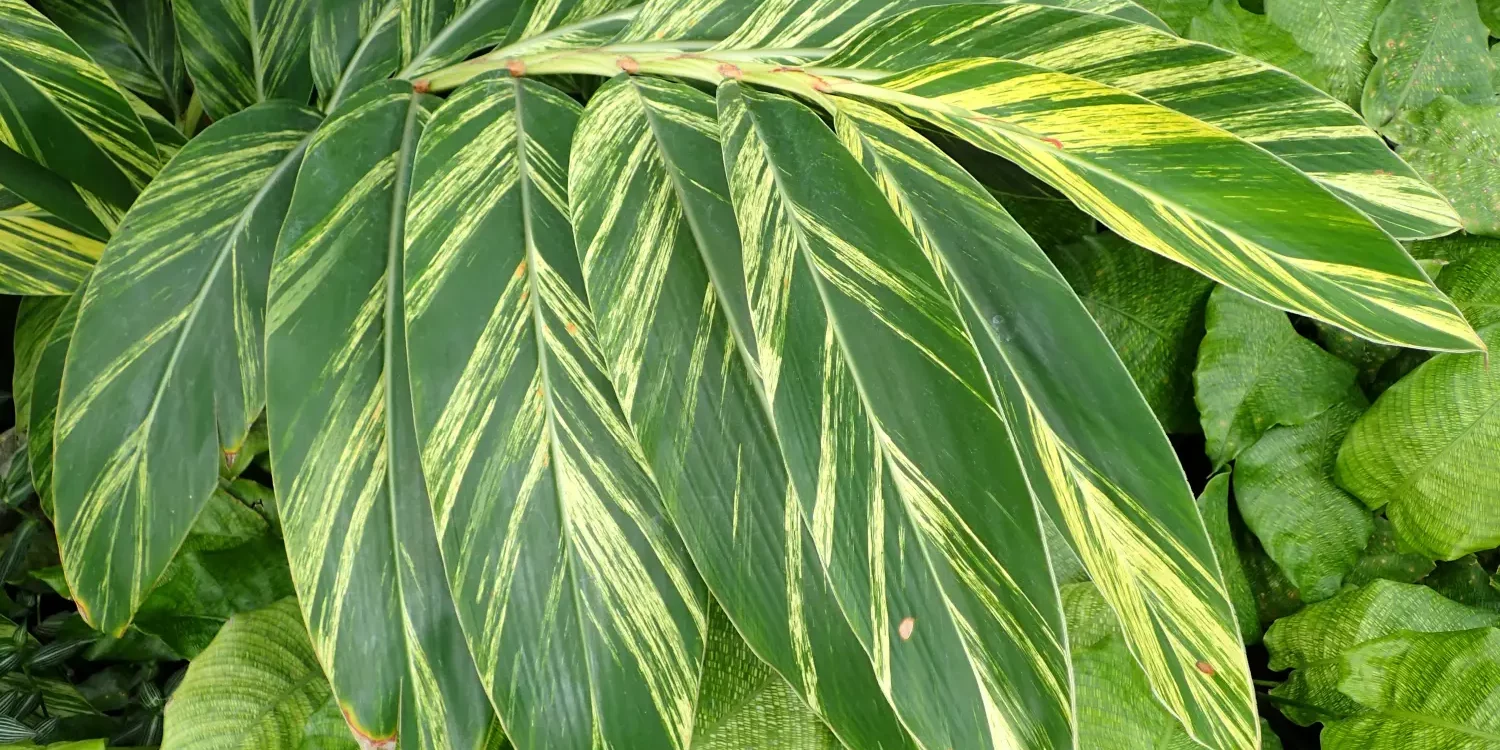 Alpinia_zerumbet_variegata_1500x1000 Alpiniia zerumbet variegata