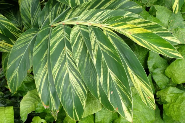Alpiniia zerumbet variegata
