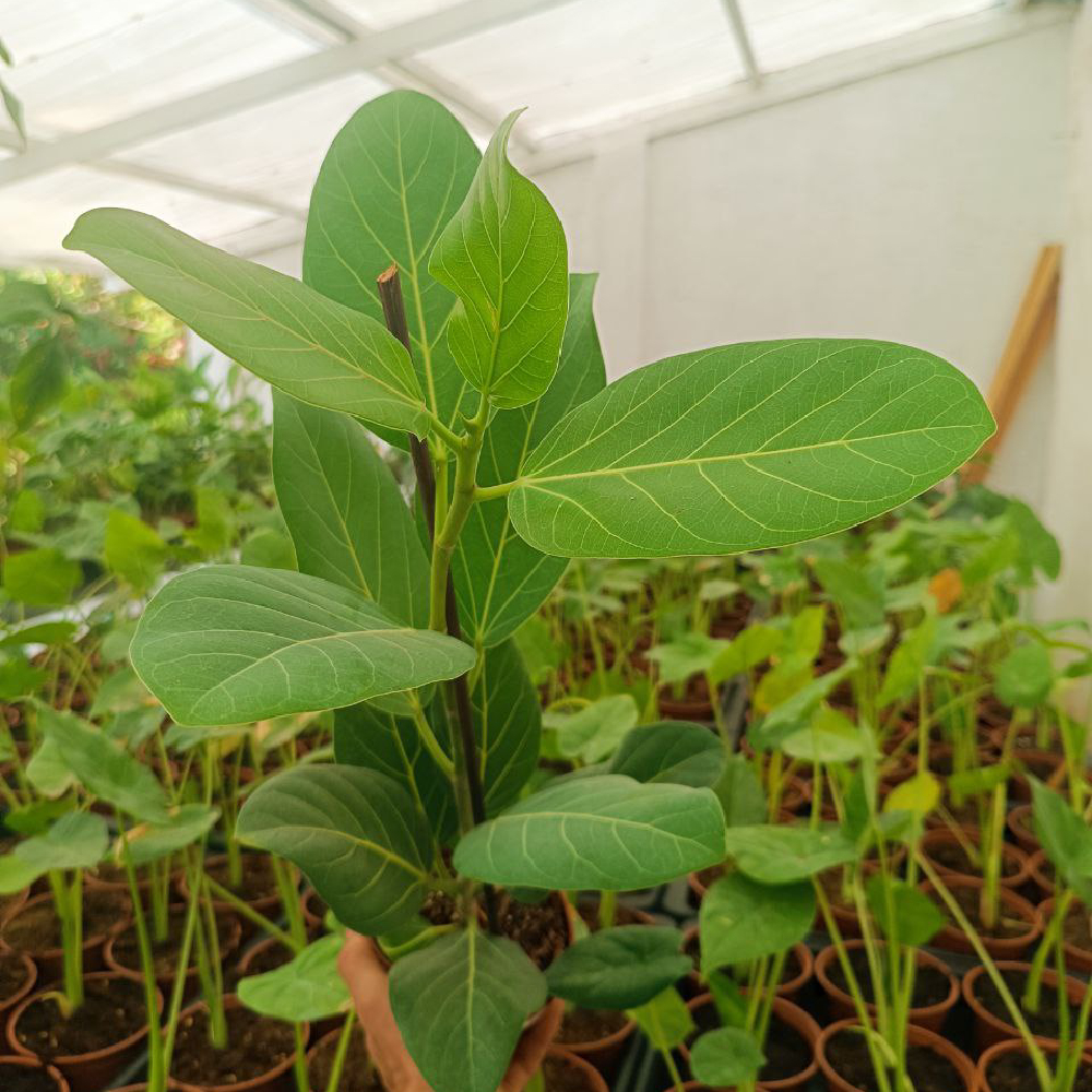 Ficus Benghalensis Audrey
