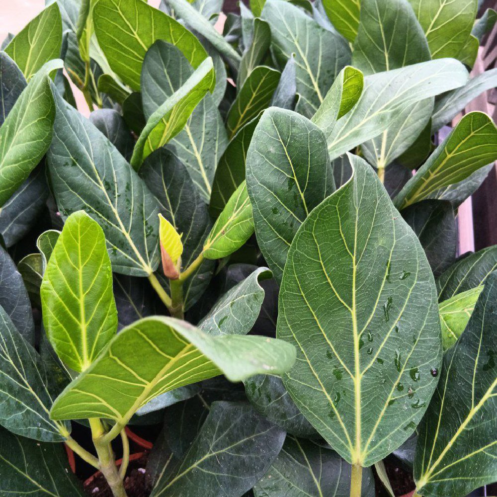 Ficus Benghalensis Audrey