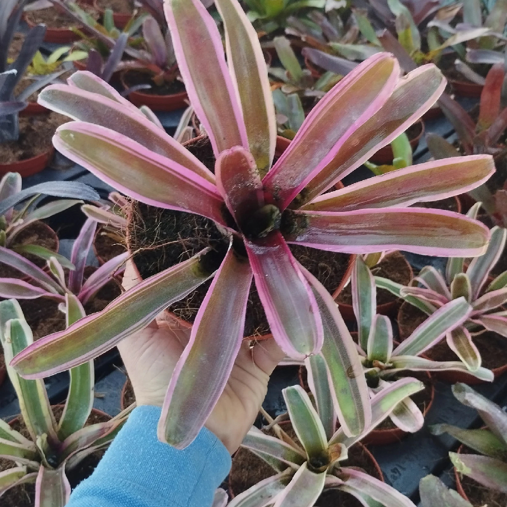Neoregelia Fireball Variegata planta en maceta