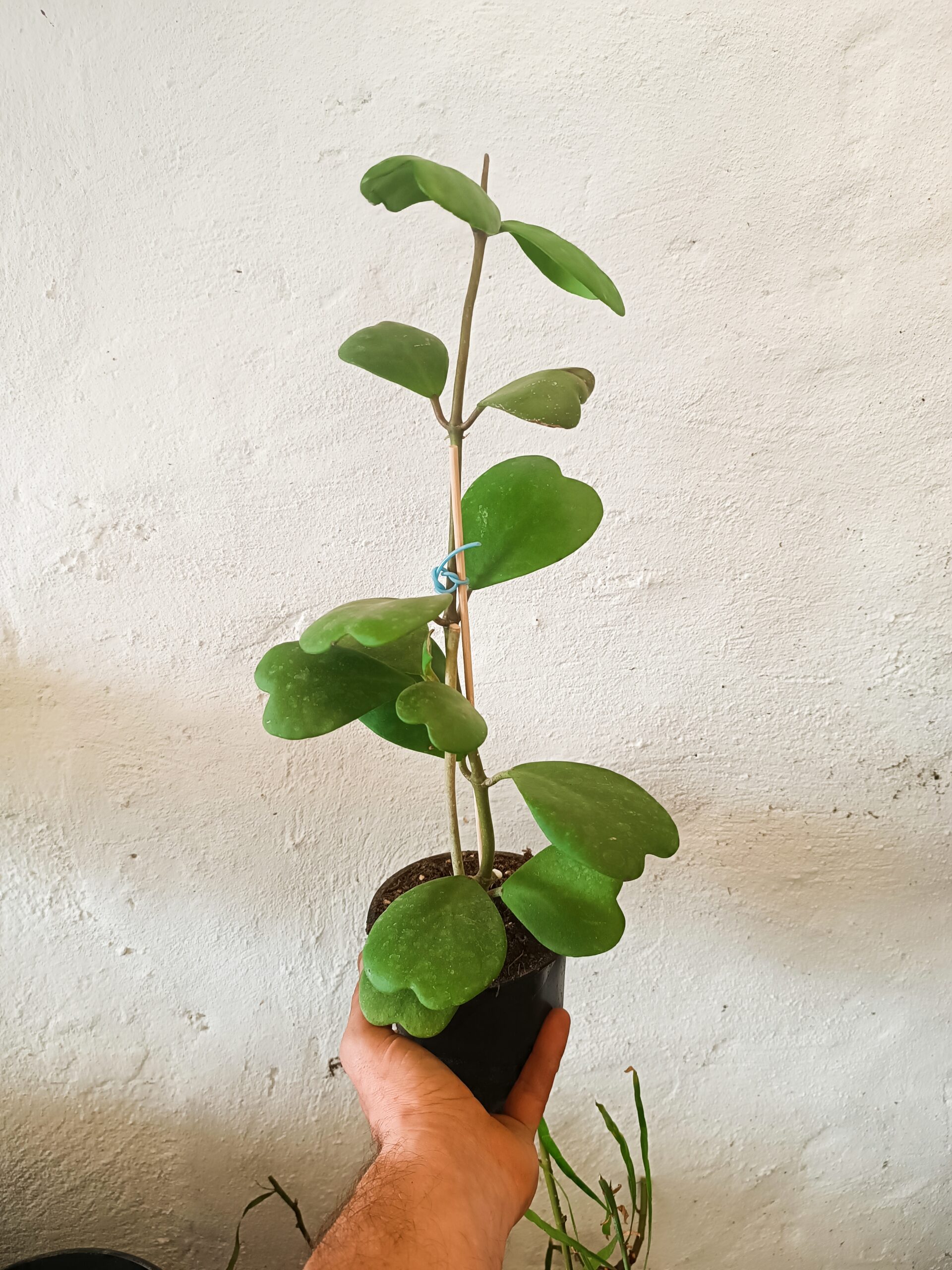 Hoya Kerrii - Imagen 6