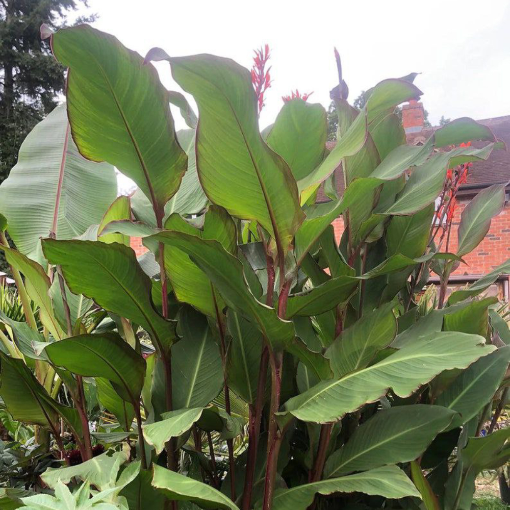 Canna Musifolia