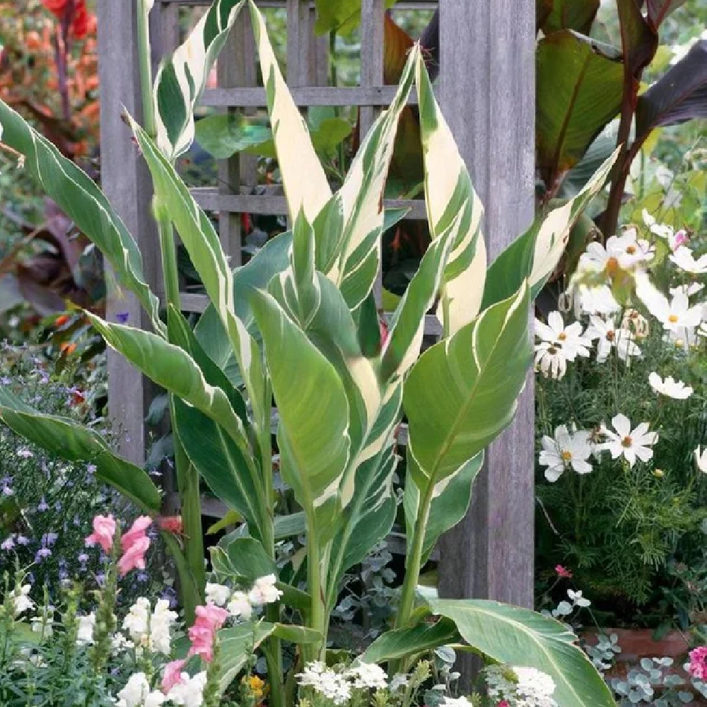 canna stuttgart