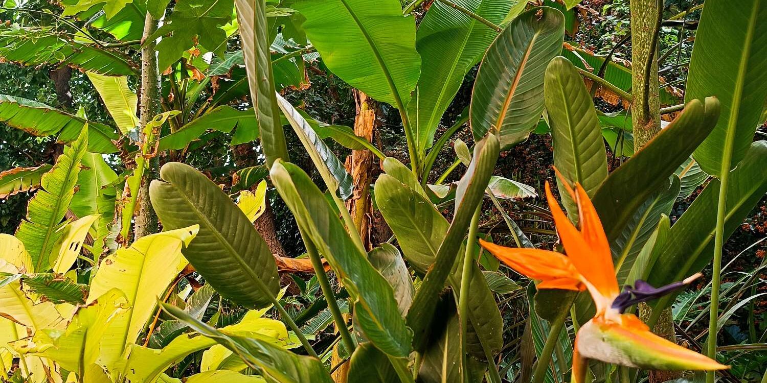 Jardin Tropical Frio Principal como crear un jardin tropical en clima frio