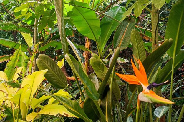 como crear un jardin tropical en clima frio