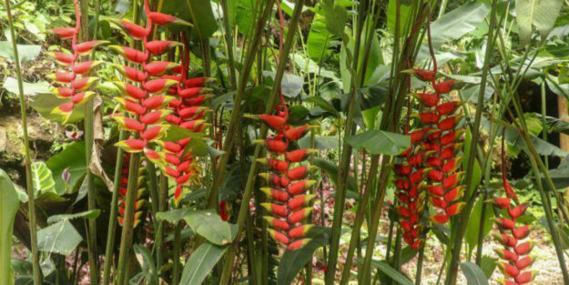 cultivar heliconias en europa