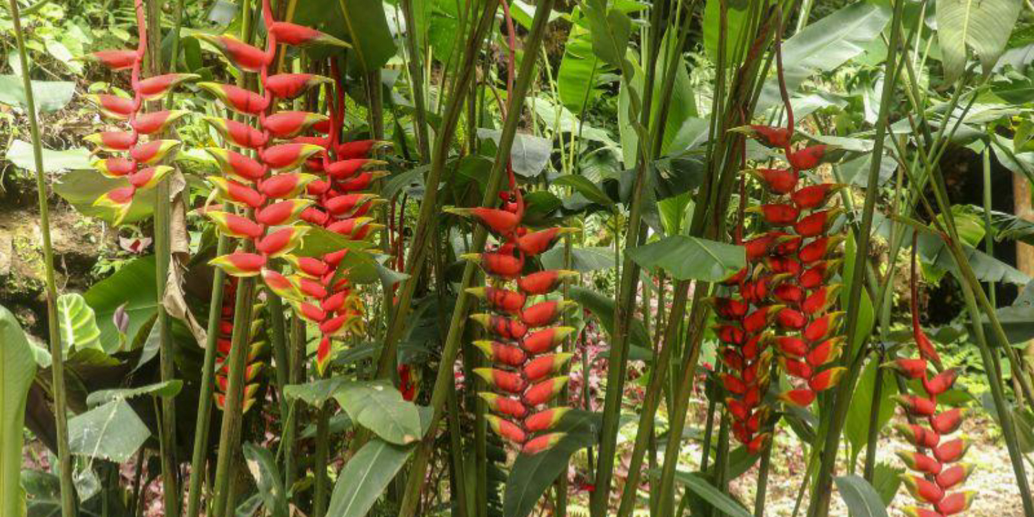 PORTADA (1) cultivar heliconias en europa
