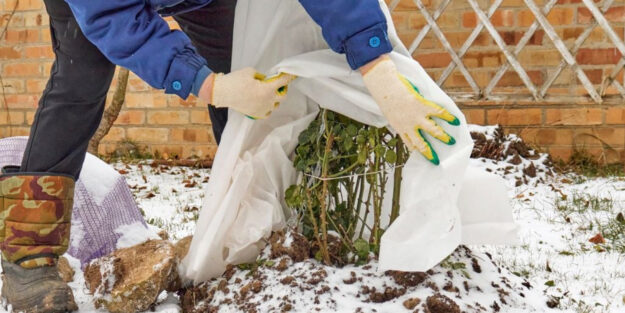 Como proteger y salvar en invierno tu Jardín Tropical de exterior