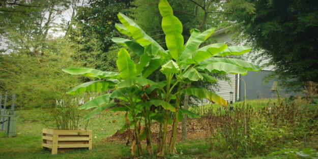 musas que soportan frio