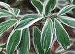 plantas variegadas