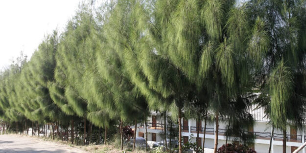 Casuarina Equisetifolia, el falso pino australiano