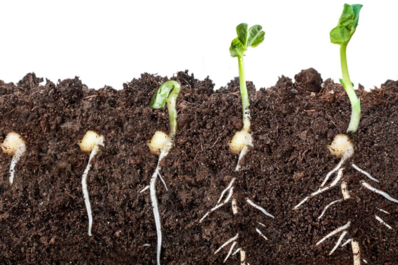 germinar semillas tropicales