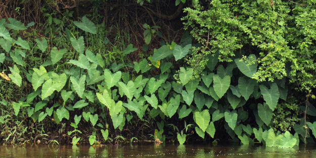 cultivar Colocasias y Alocasias con éxito