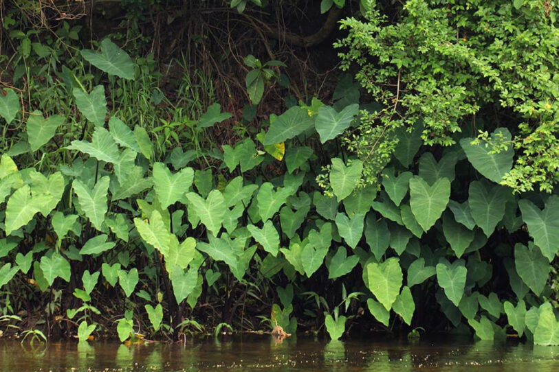 cultivar Colocasias y Alocasias con éxito