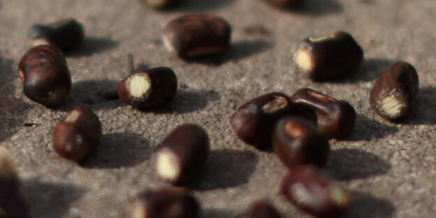 escarificar semillas