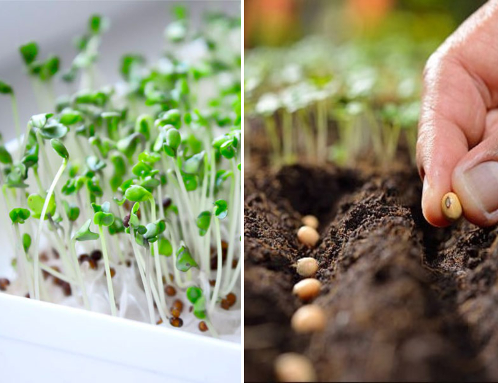 como germinar semillas tropicales