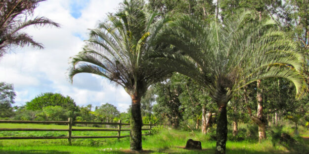 Cultivar en exterior la falsa Palma del Viajero, Dypsis Decary