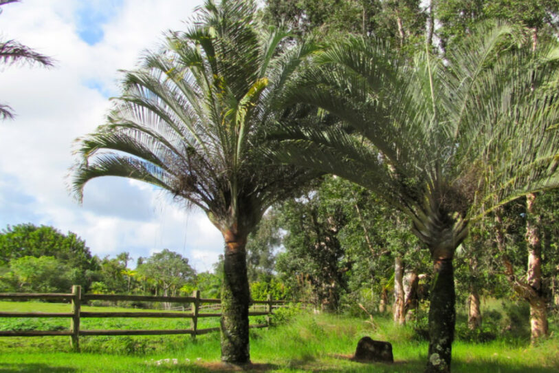 Cultivar en exterior la falsa Palma del Viajero, Dypsis Decary