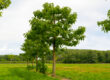 La Paulownia