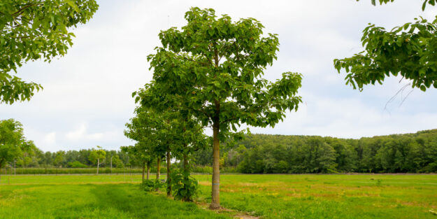La Paulownia