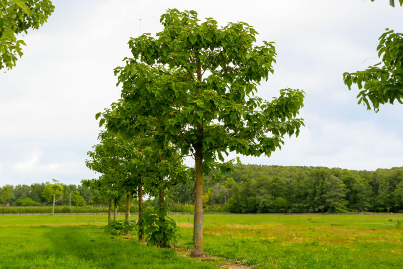 La Paulownia