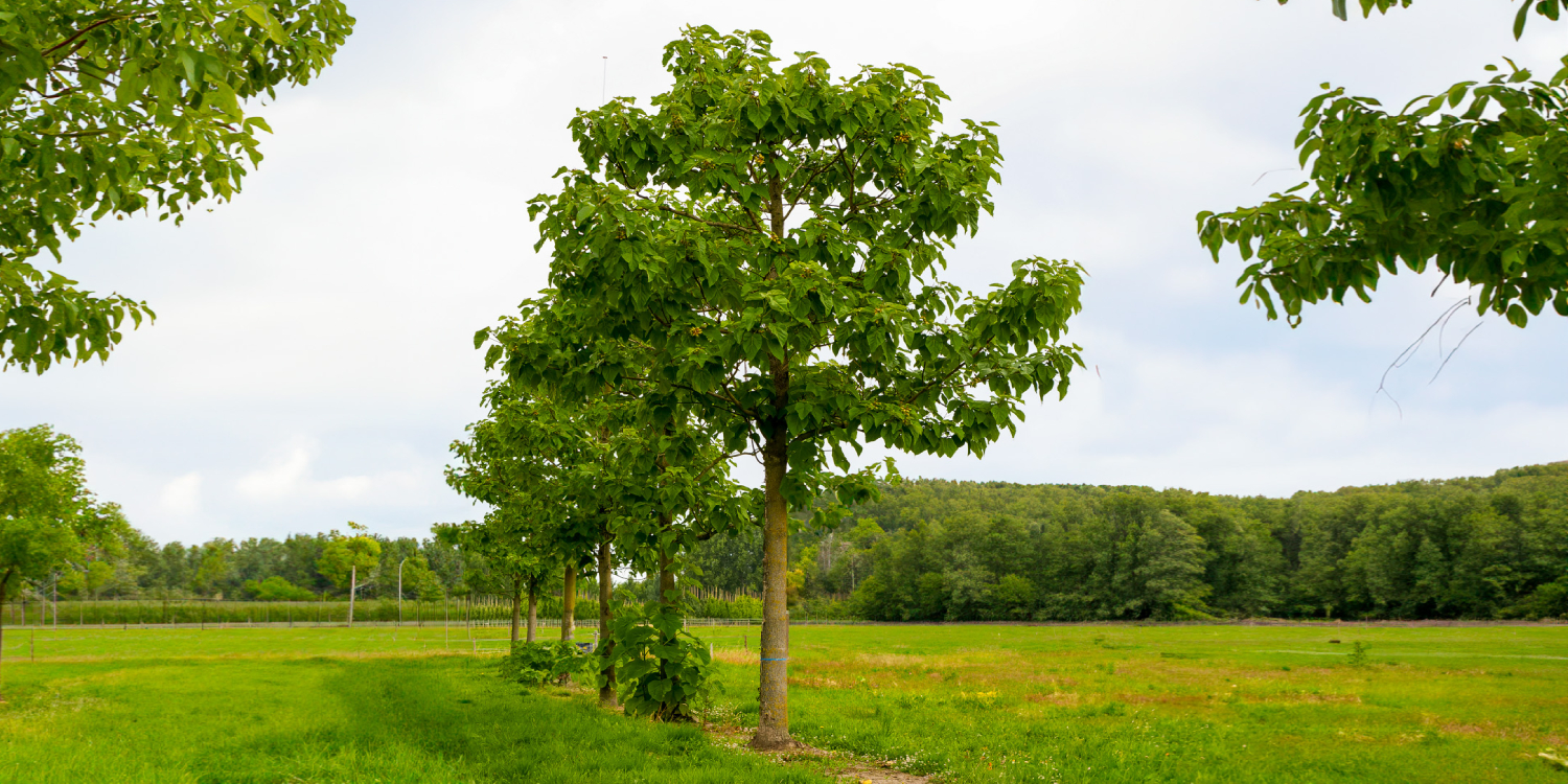 portada (4) La Paulownia