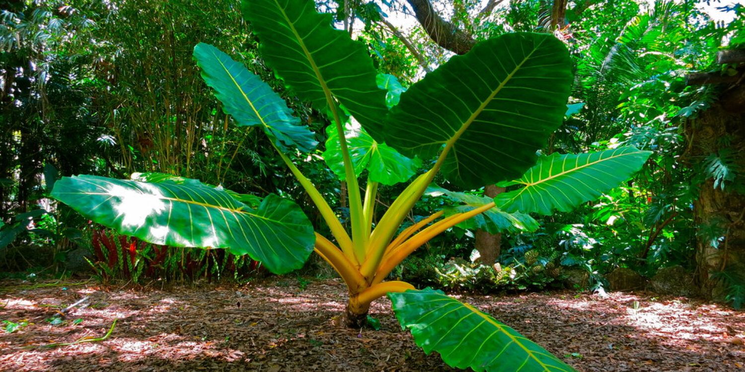 Alocasia Gold Lutea Alocasia Gold Lutea