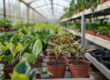 El crecimiento de plantas en maceta