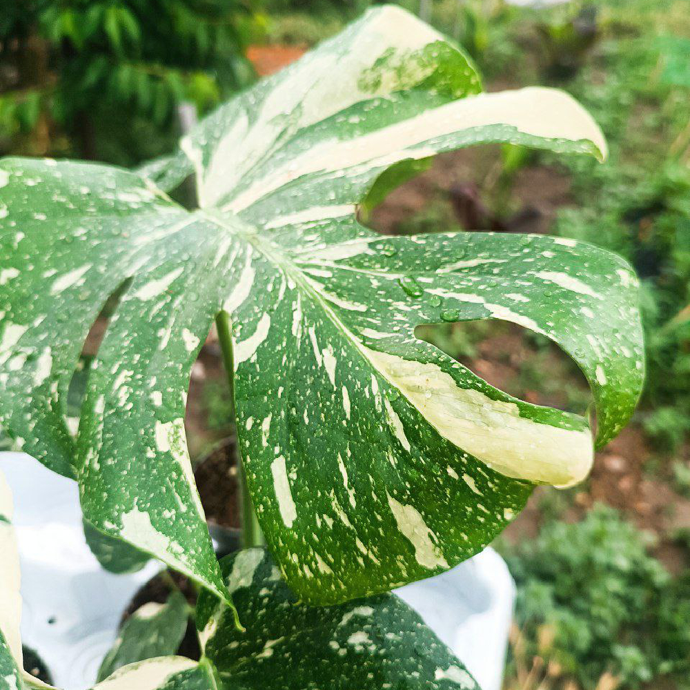 Monstera Thai Constellation