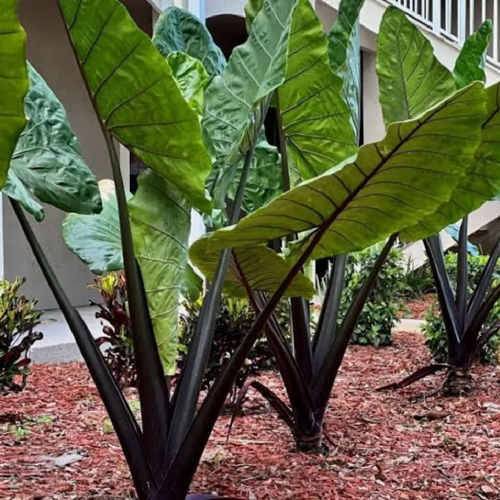 colocasia black stem