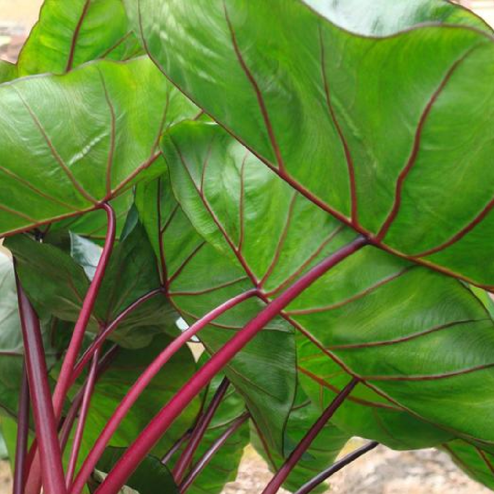 colocasia hawaiian punch