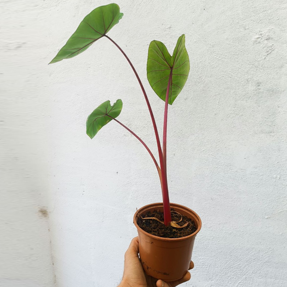 Colocasia Hawaiian Punch - Imagen 2