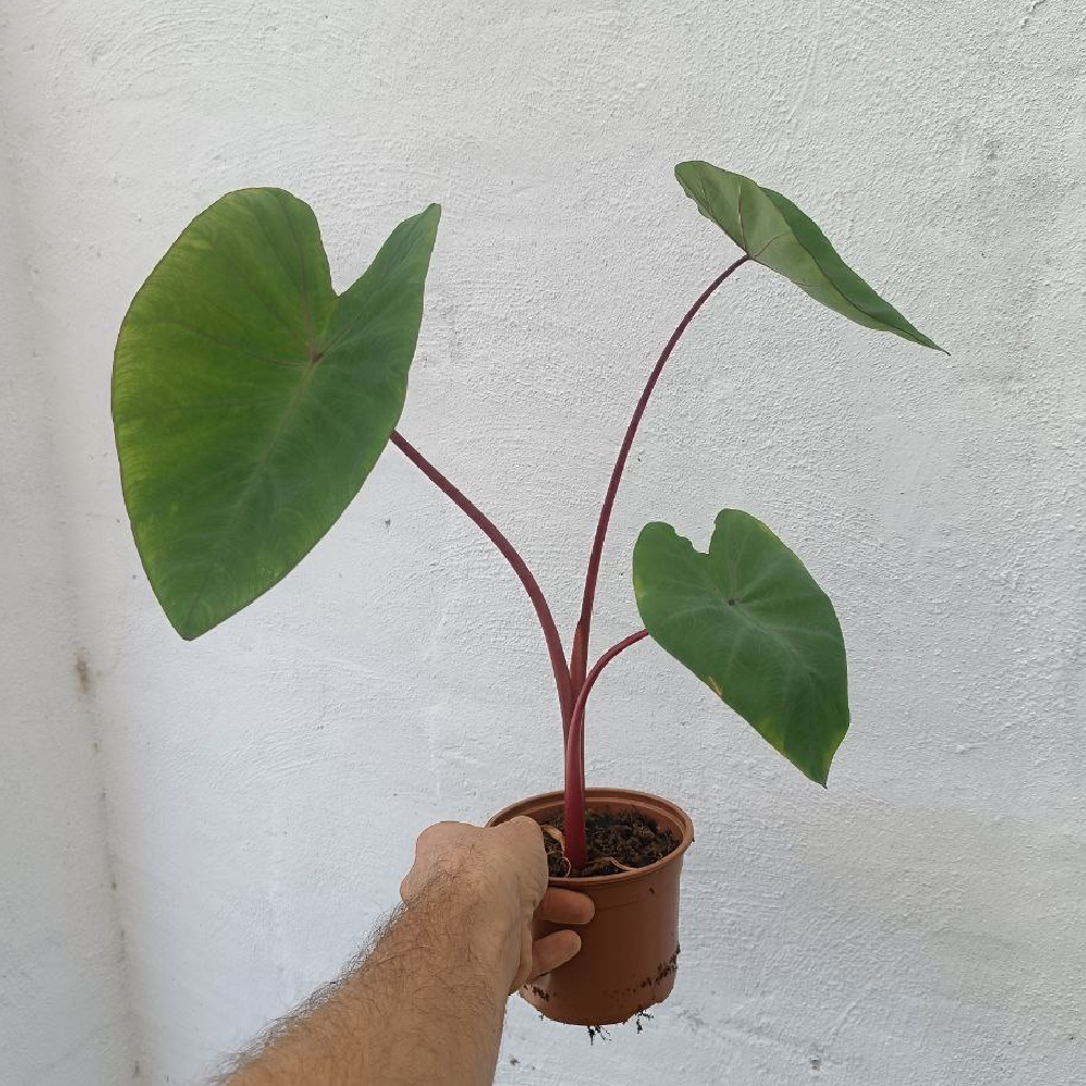 Colocasia Hawaiian Punch - Imagen 3