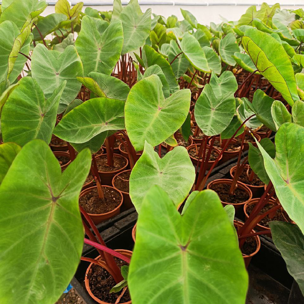 Colocasia Hawaiian Punch - Imagen 4