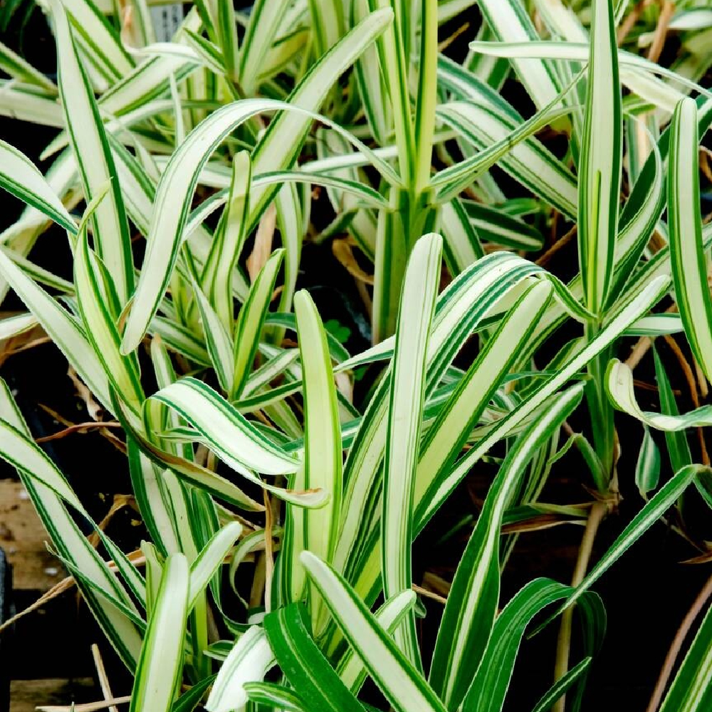 Stenotaphrum secundatum 'Variegata'