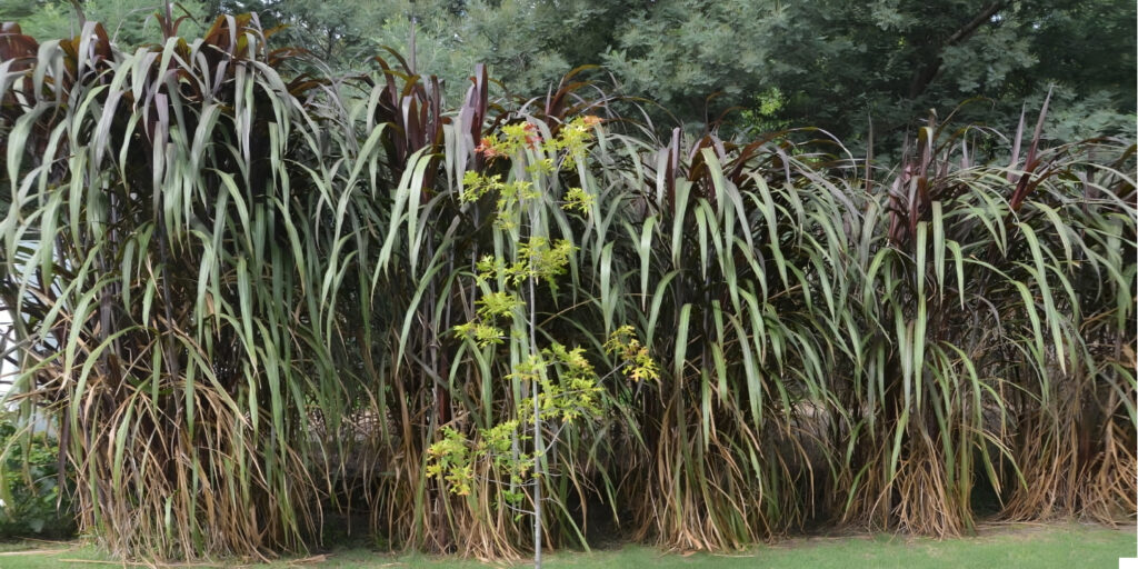 sacharrum oficinarum