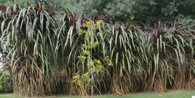 sacharrum oficinarum