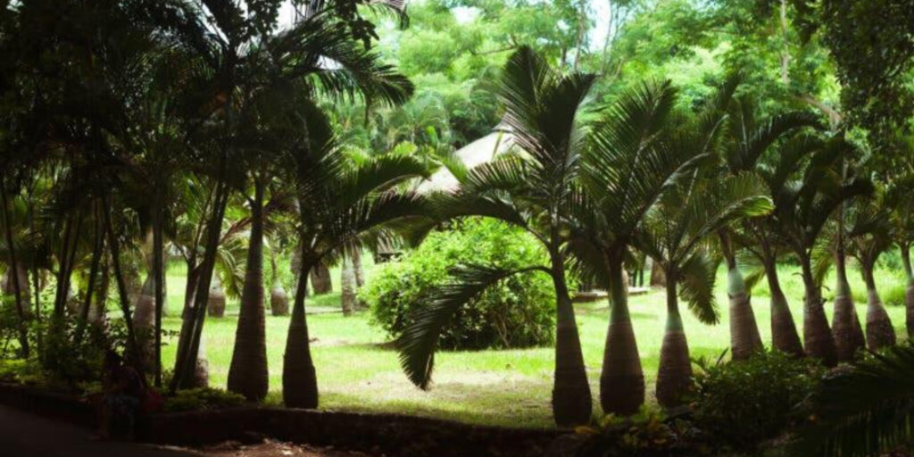 Descubre la Palmera Botella de Mauricio, una exótica y rara especie de tronco abombado. Aprende sus cuidados y cómo cultivarla para dar un toque único a tu jardín tropical.