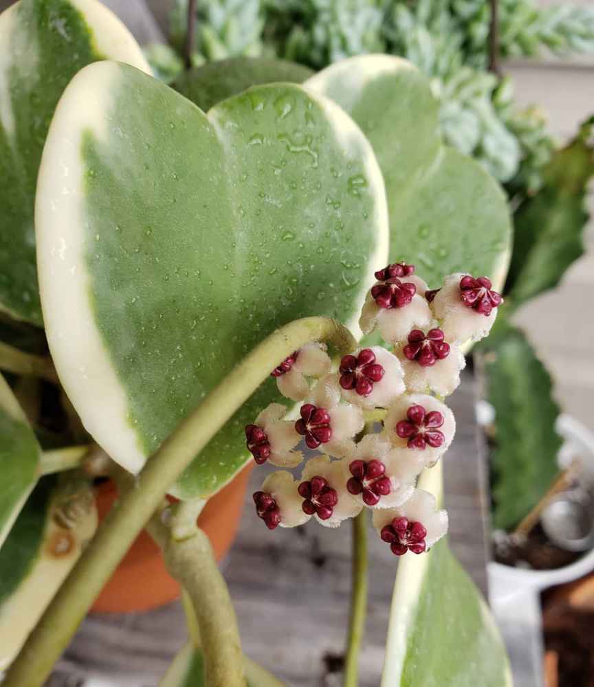 Hoya Kerrii Variegata [Árbol] - Planta Viva