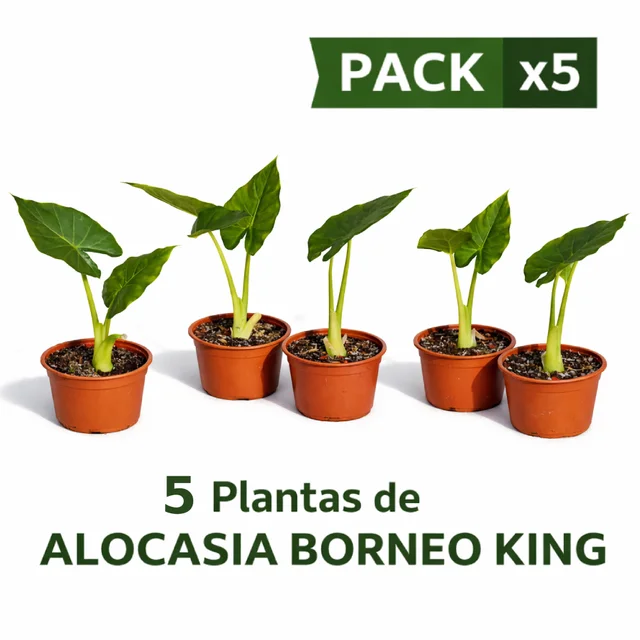 PACK x5 ALOCASIA BORNEO KING